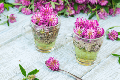 우엉차 효능 10가지 및 부작용