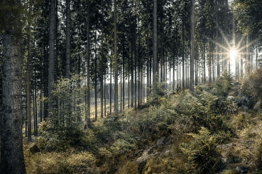 백운호수 푸르지오 숲속의 아침