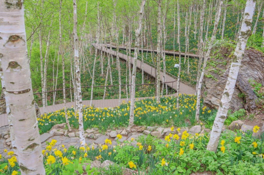 2025 화담숲 벚꽃 개화 시기 실시간 현황