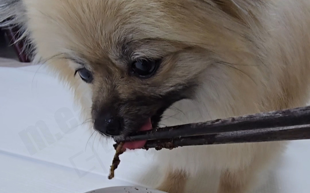 강아지 짜장면 급여 모습