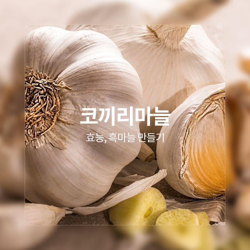 “면역력에-좋은-코끼리마늘”