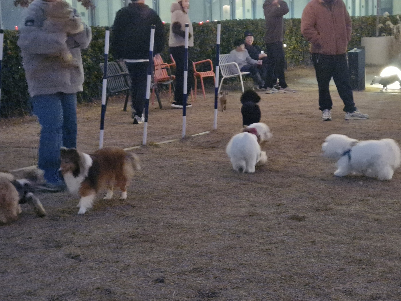 강아지 사망률 50% 개홍역바이러스(CDV,canine distemper virus) 디스템퍼는 어떤병일까?