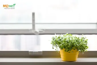 아이 있는 집 식물선택 가시없는종류 배치높이 관리 요령_5