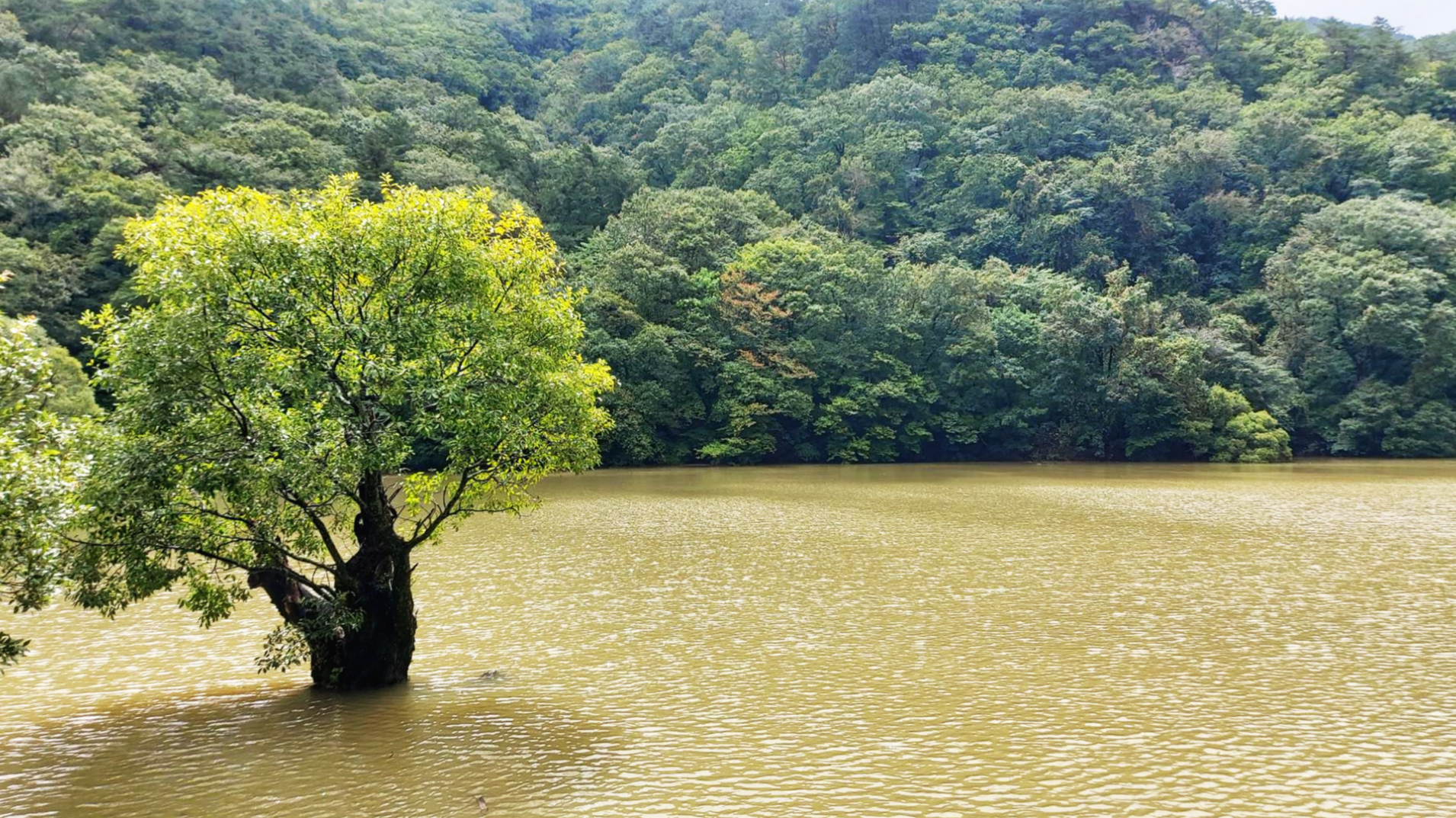 경북 청송군 햇빛쬐는 왕버들