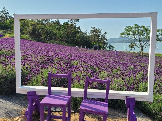 2025 신안 퍼플섬 라벤더축제 일정 및 총정리 사진