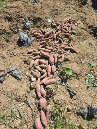 중부지방 고구마 수확시기 핵심 체크_2