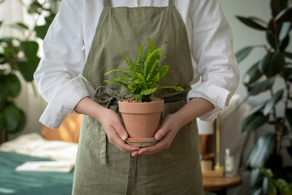 아레카야자 식물