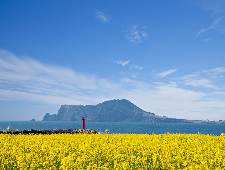봄에 제주도를 가야 하는 이유
