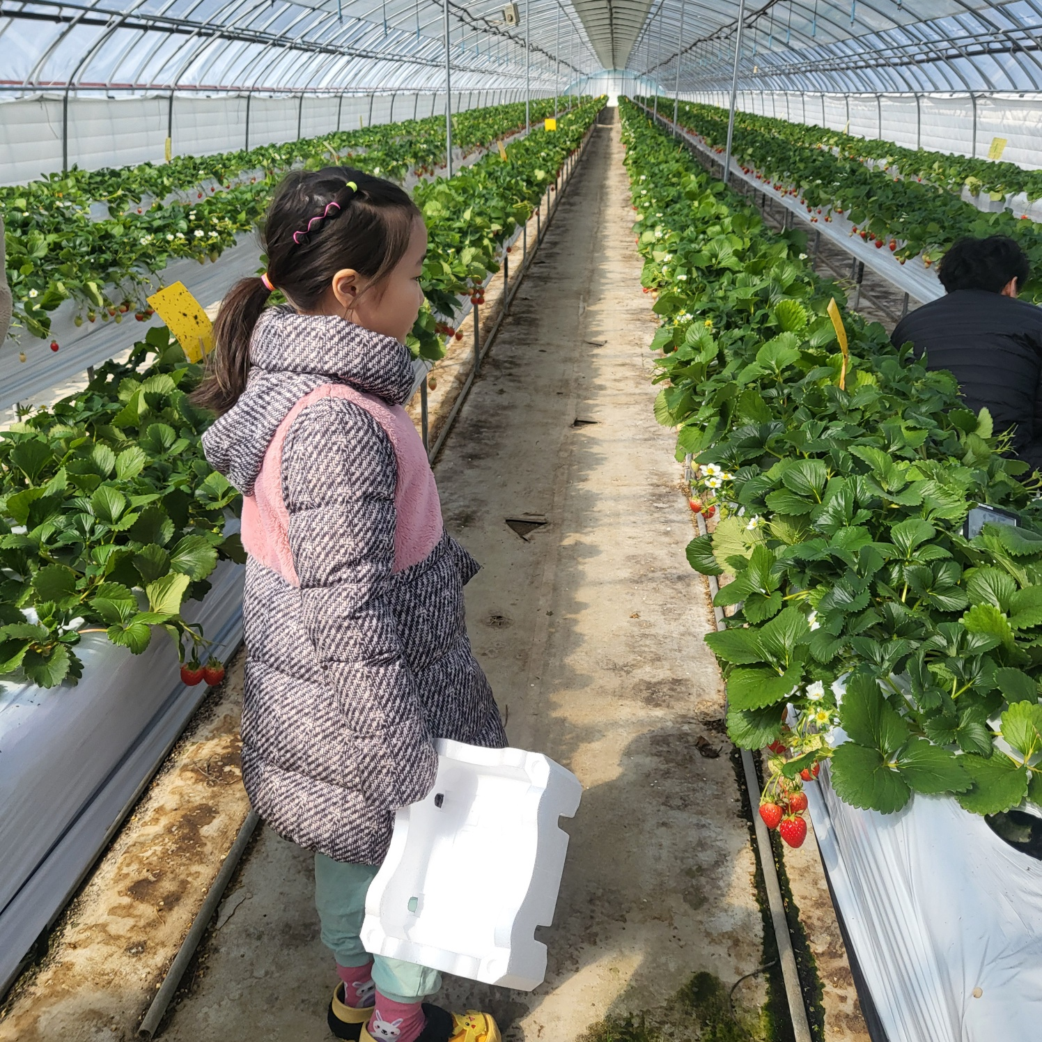 청주 딸기 체험&amp;#44; 딸기 케이크 만들기 (가산딸기 강추!!)