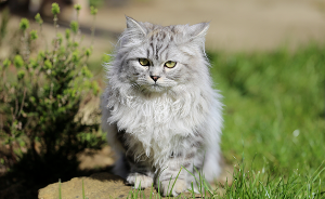 페르시안 (Persian)