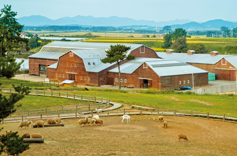 고창 청농원 라벤더 축제