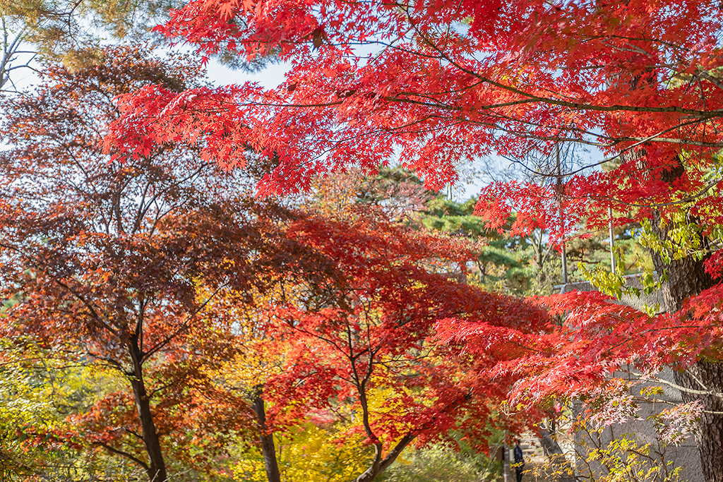 한양도성길
가을풍경
가을단풍
백악구간
서울여행
서울풍경
서울성곽길
청운대
말바위
숙정문