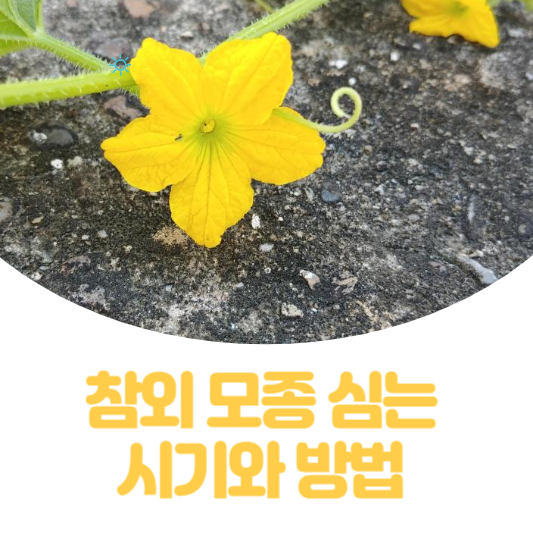참외 모종 심는 시기와 방법