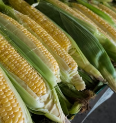 옥수수 효능과 부작용 영양성분 고르는법 칼로리