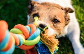 장난감 물고 있는 개