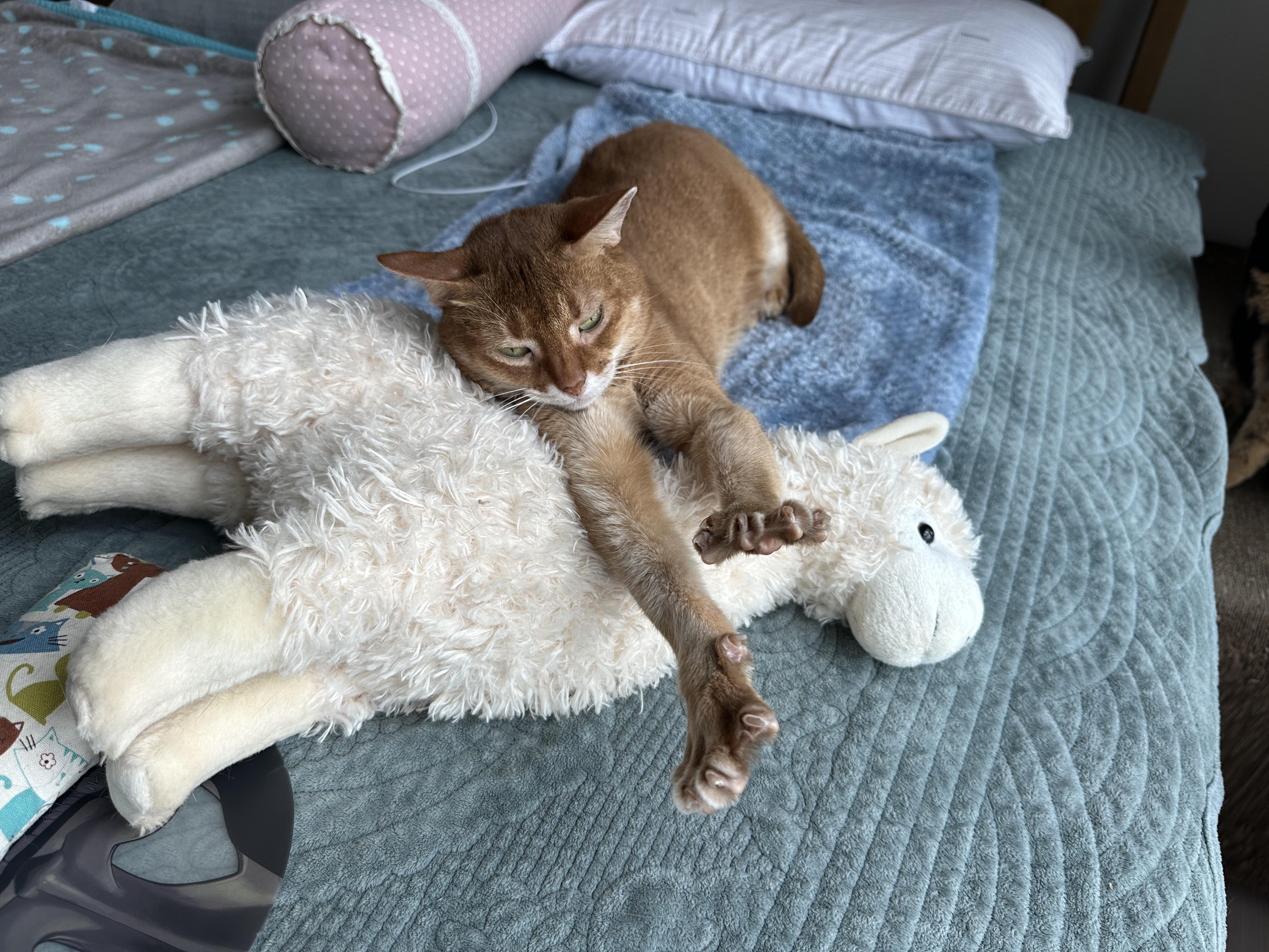 라마_인형에_기대서_발가락_쫙_펴고_기지개_켜는_아비시니안_루나