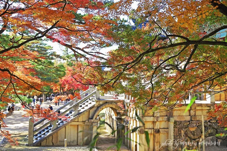 가을 경주 여행 가볼만한곳 베스트 10으로 정리_7