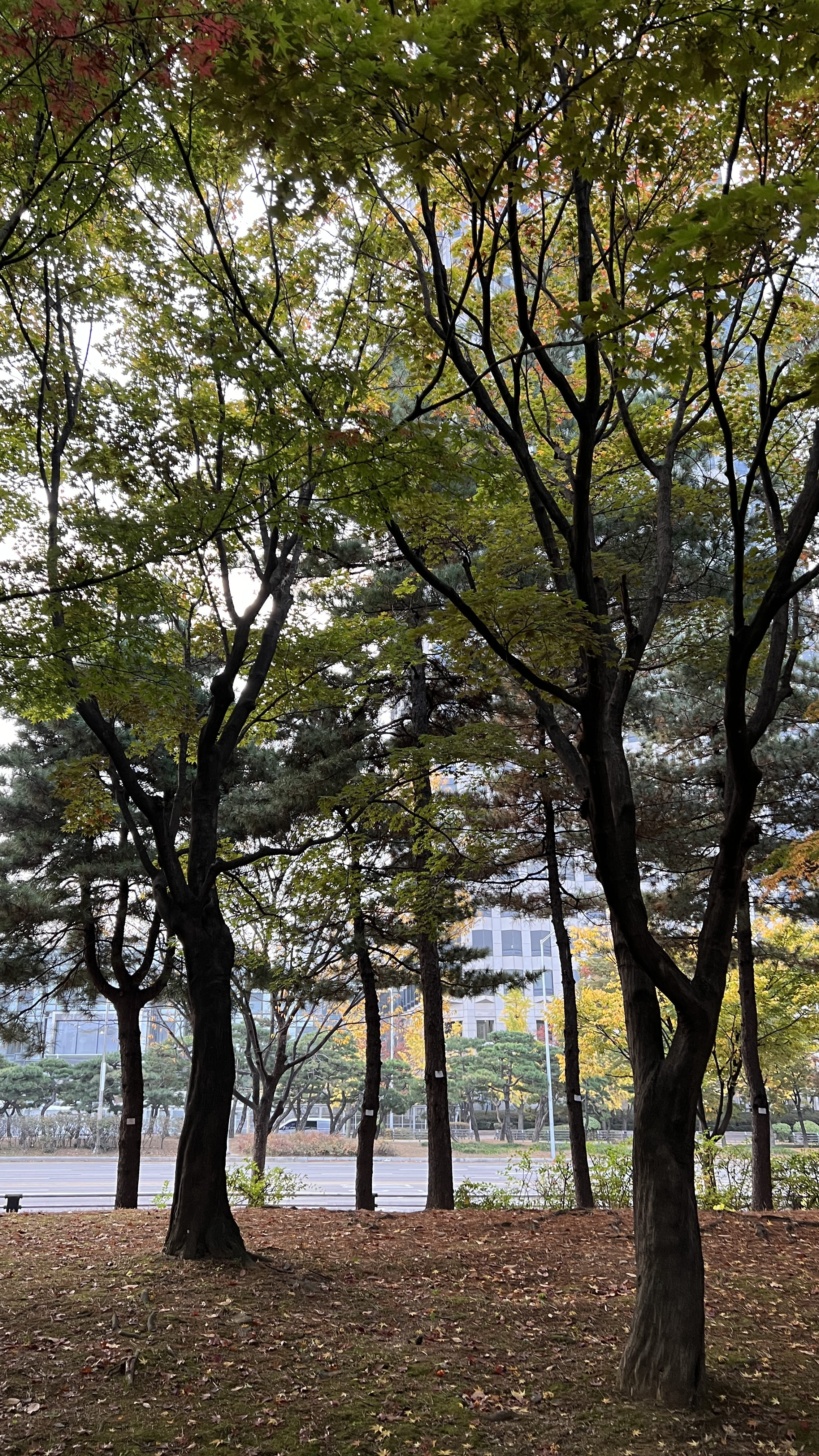 여의도 한강공원