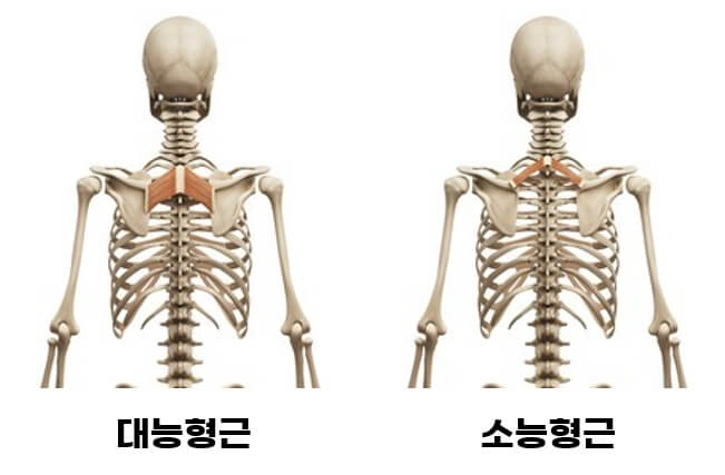 능형근