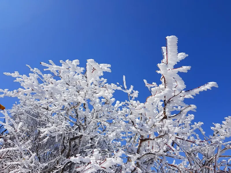 울산 가지산 서리꽃 상고대