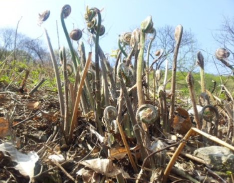 고비나물 효능과 종류