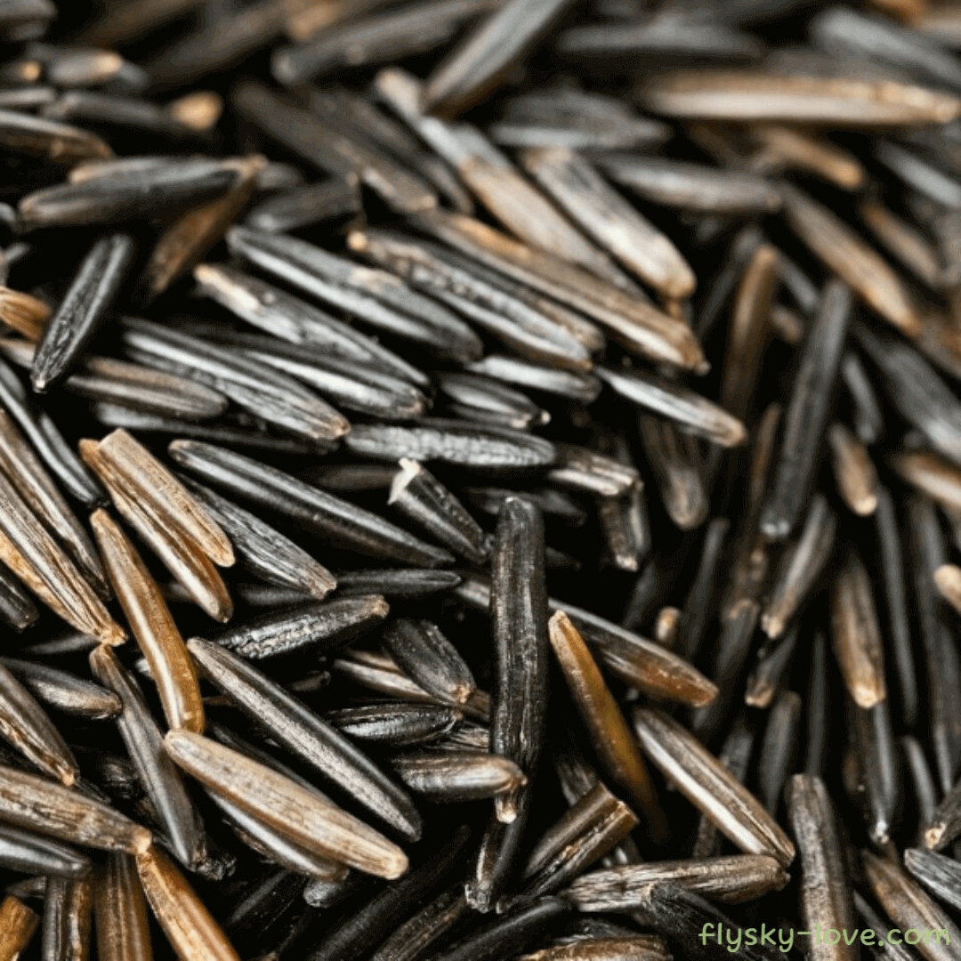 와일드 라이스 (Wild Rice)