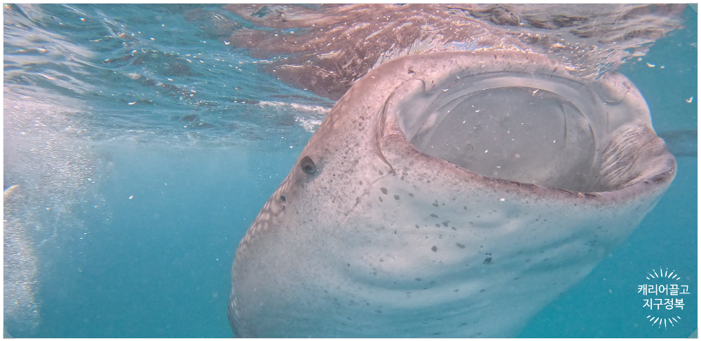 세부 오슬롭 고래상어