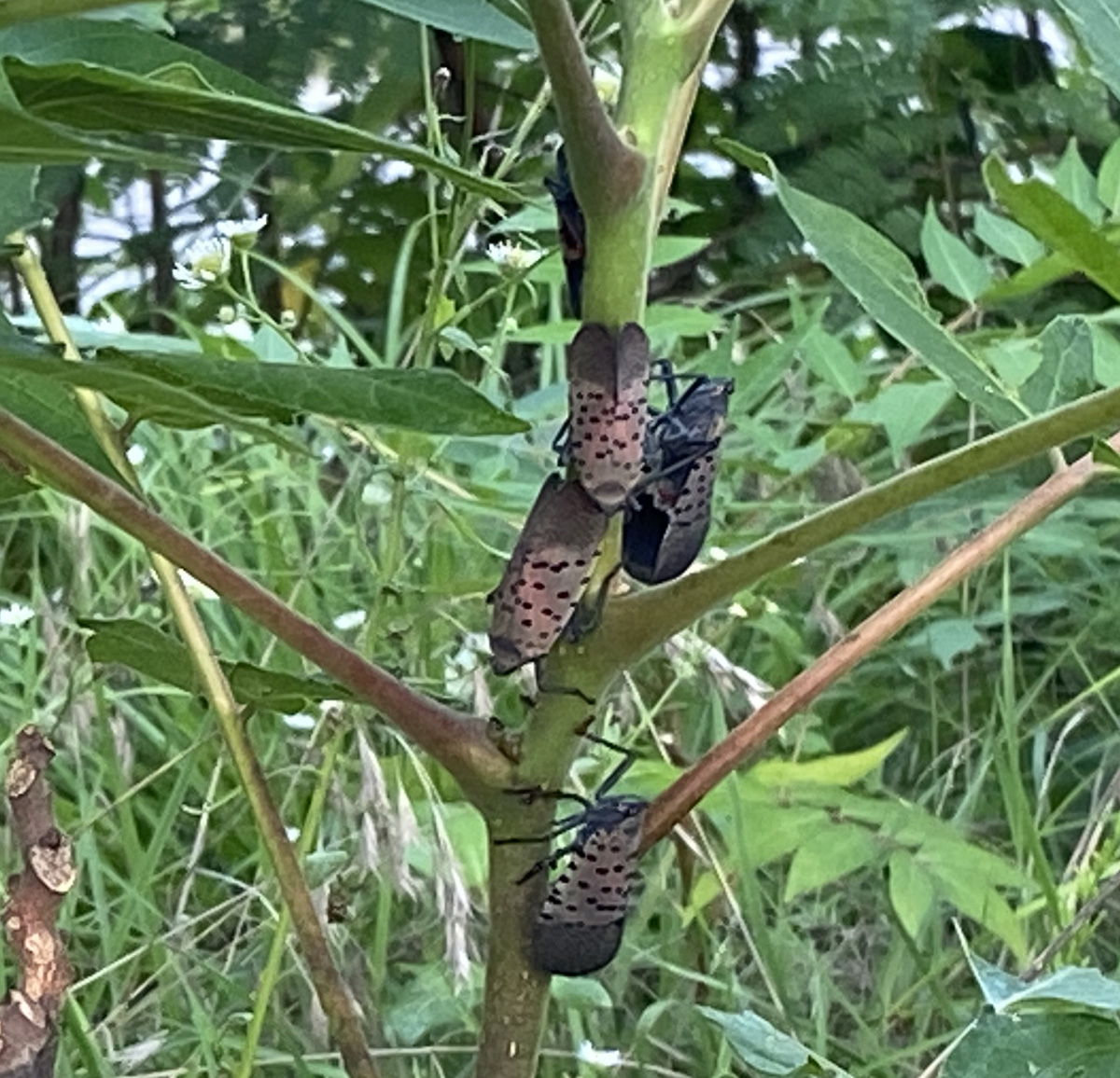 주홍날개꽃매미6