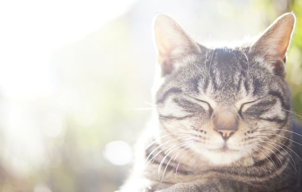 눈을 감고 있는 고양이.