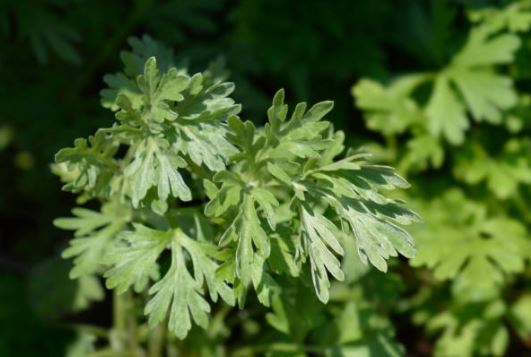 봄나물의-종류와-사진을-소개합니다.-봄나물의-종류로는 냉이-달래-쑥-미나리-등이-있습니다