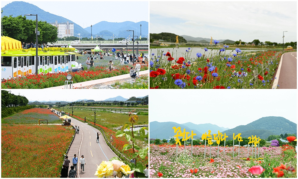 장성 황룡강 홍길동무 꽃길 축제(1)