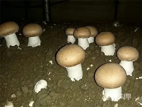 양송이버섯 재배 배지 준비 온도 습도 수확 정리_8