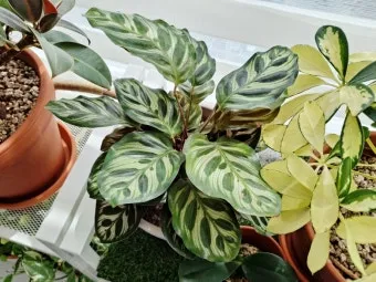 칼라데아 물주기 잎말림원인 습도관리 분무요령 시니어 맞춤 가이드_11