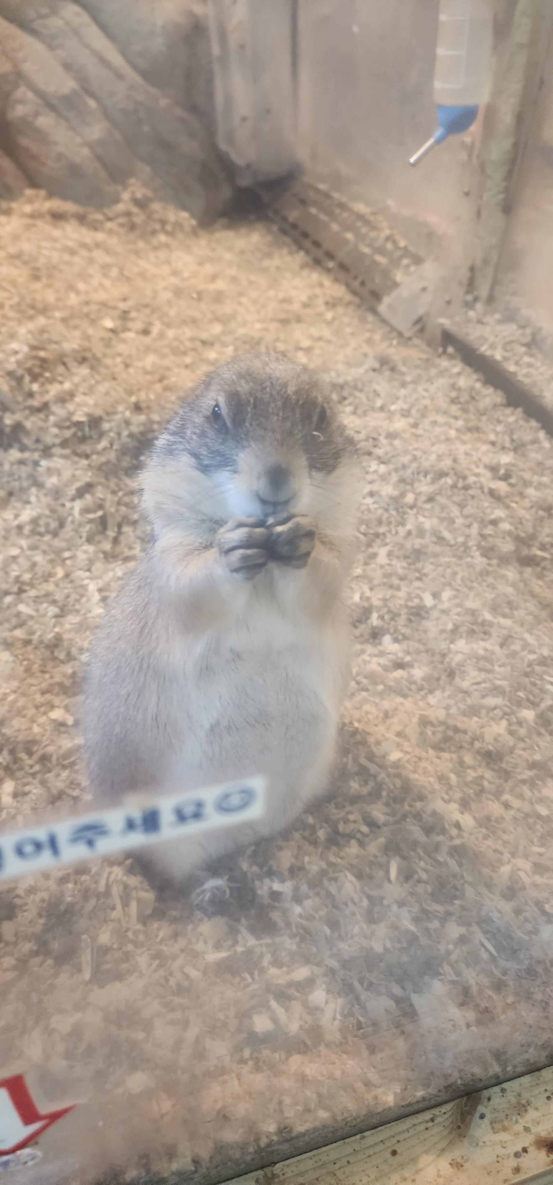 두 손 모으고 먹이 먹는 프레리도그