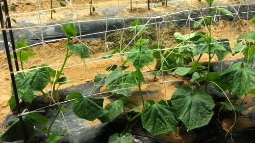 오이-모종심기-정식-아주심기-옮겨심기