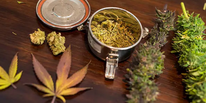 대마의 역사와 미래의 사용황