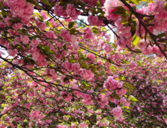 세종 베어트리파크 수목원 장미축제