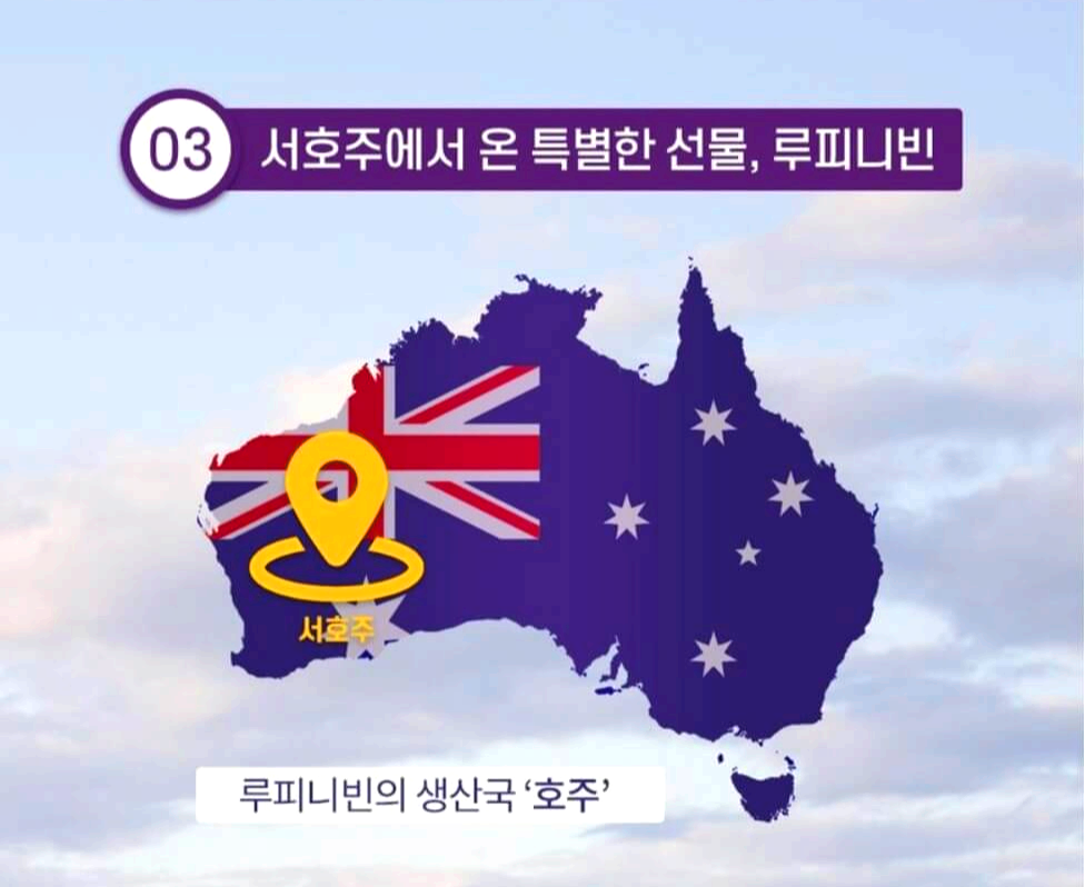 서호주에서 생산되는 루피니빈