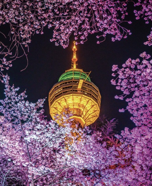 이월드 야간 벚꽃