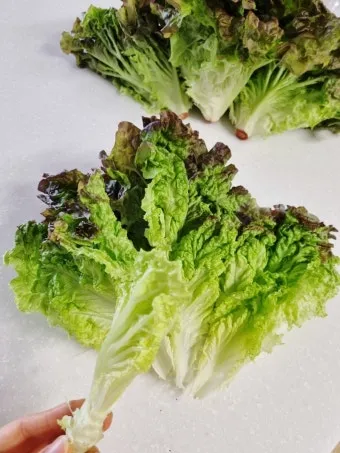 상추 물주는 시기 및 주의사항과 재배 노하우 정리_18