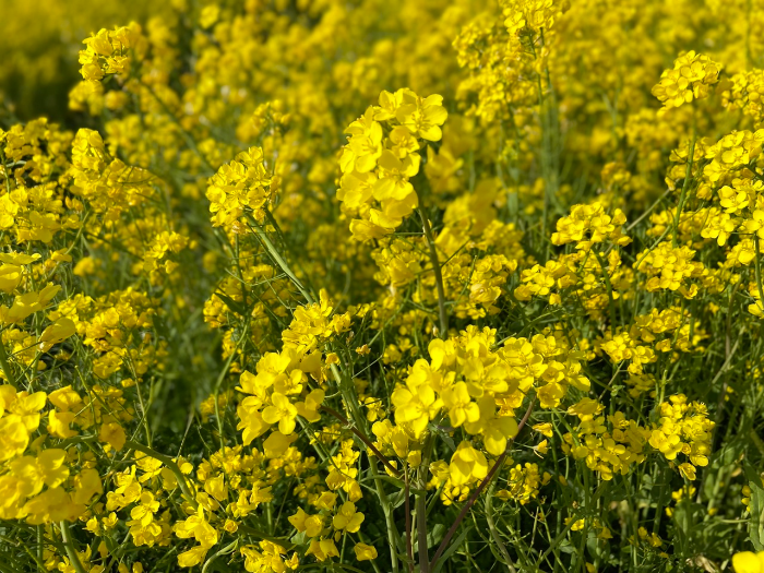 부산 유채꽃 명소 대저생태공원 후기 - 위치와 주차정보