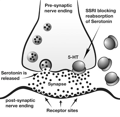 SSRI-작용기전
