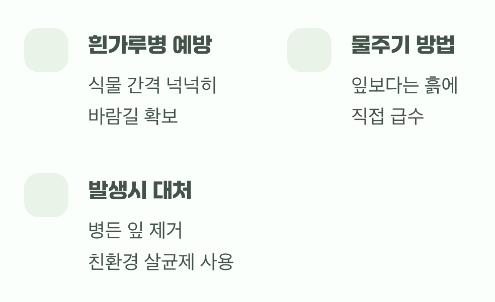 우리 집 천일홍을 위협하는 불청객