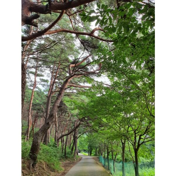 사찰 바로 아래 산책길