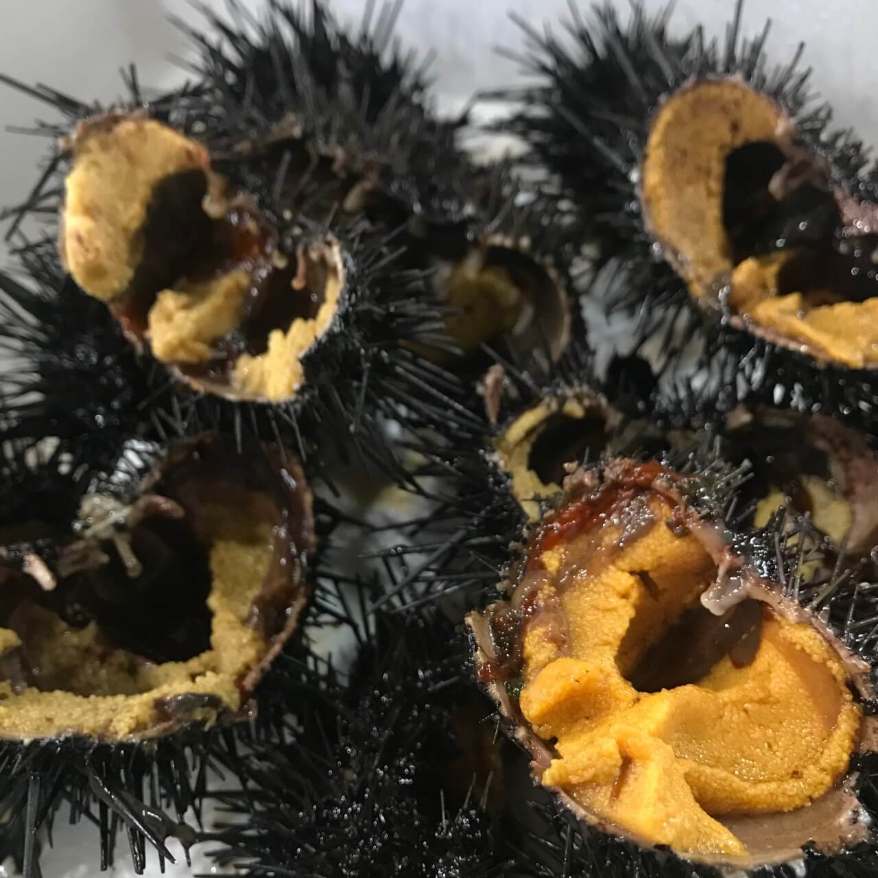 6시내고향 인천 남동구 백령도 자연산 해산물 우니맛집 용기포 횟집 (용기포 씨푸드 주문방법)