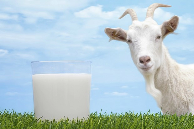 산양유 단백질이란?