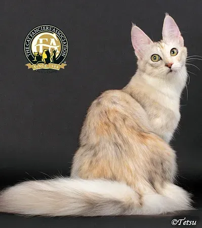 터키시앙고라 고양이 유전병 성격 가격_3