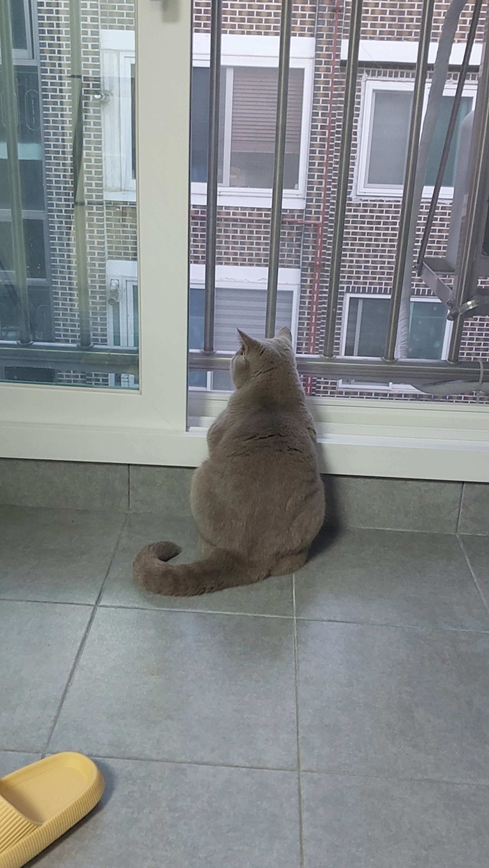 산책하지 않아도 괜찮습니다. 집안에서도 심심하지 않아요