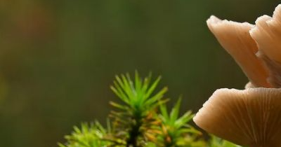 상황버섯 효능 부작용