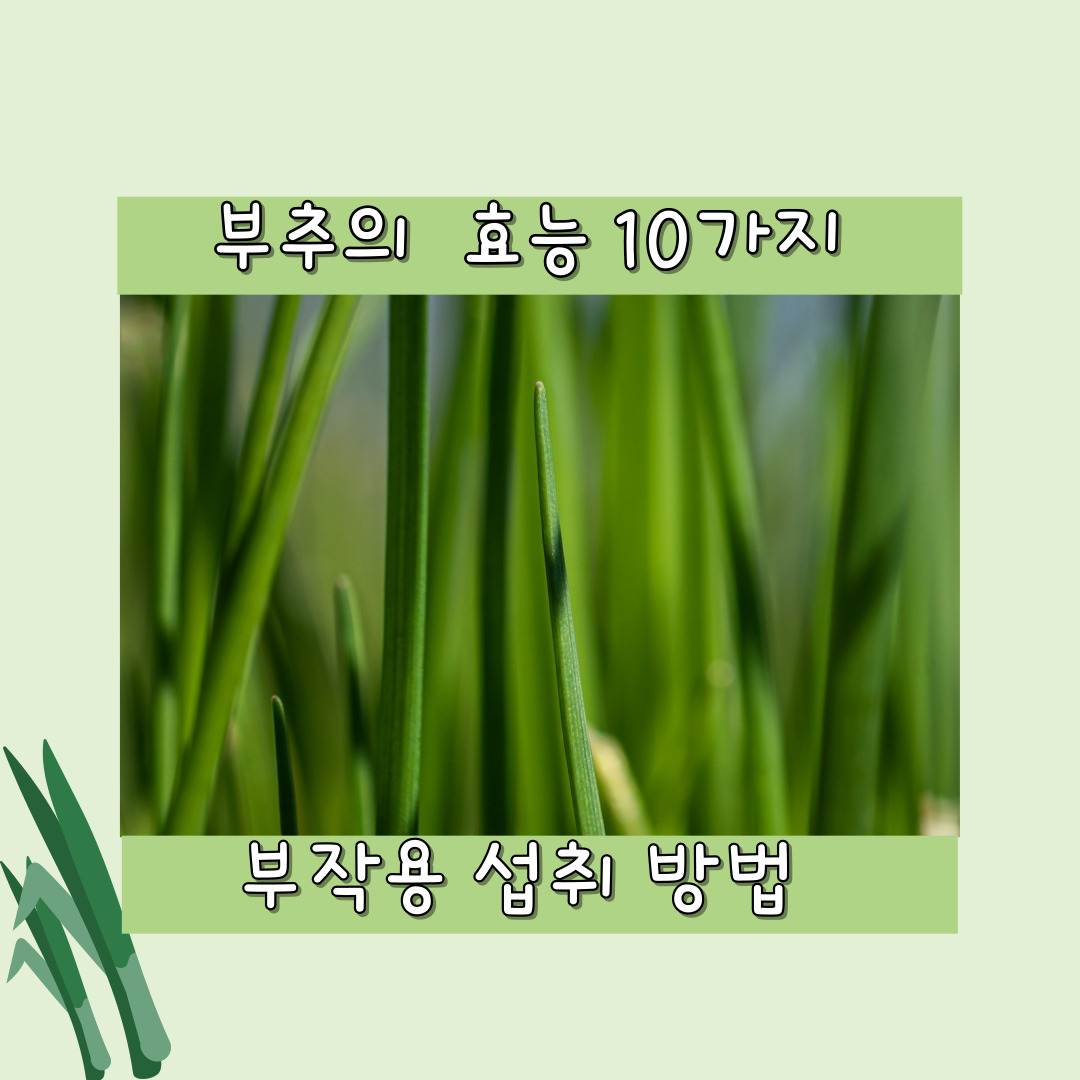 부추 효능